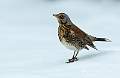 Fieldfare on snow - David Schenck